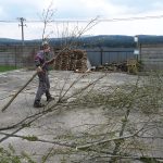Ořez stromů před zahájením návštěvnické sezóny. 19.4.2012, Michal Kouba.